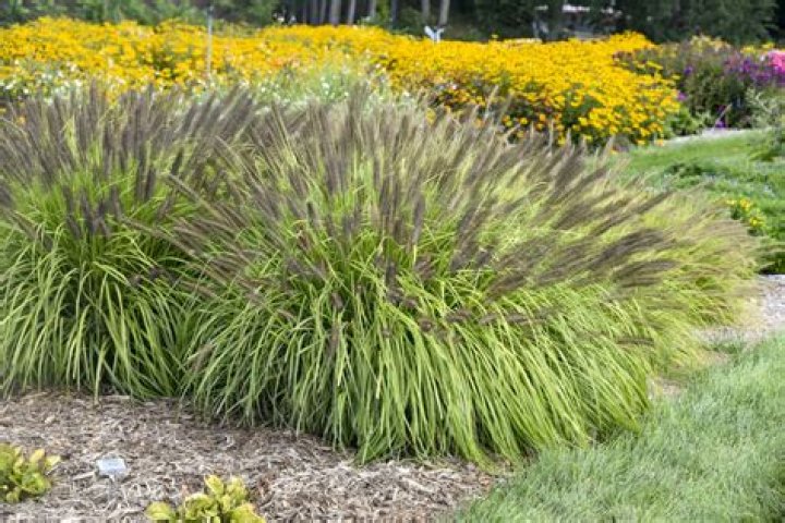 Does Fountain grasses grow in Florida?