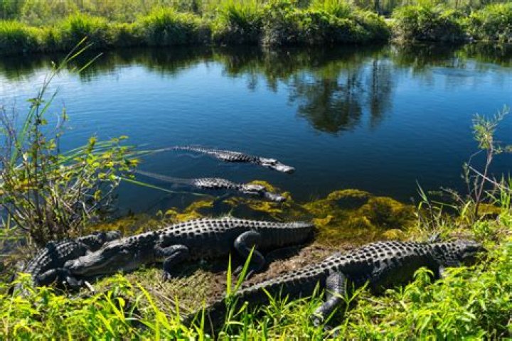 Does Grenada Lake have alligators?