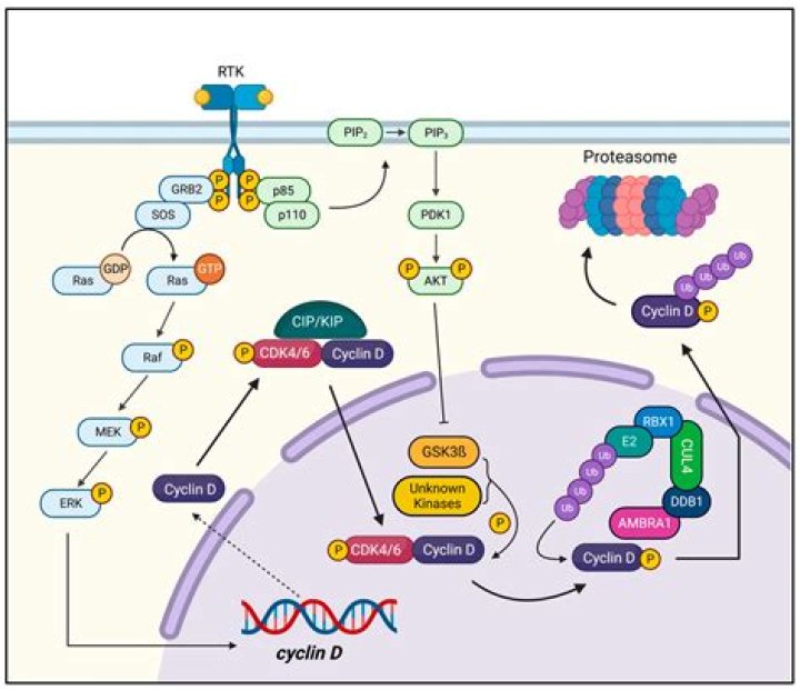 Does p21 inhibit Cdk2?