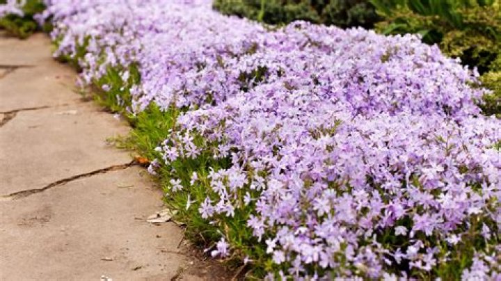 Does Phlox paniculata come back every year?