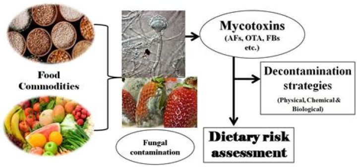 Does rice have mycotoxins?