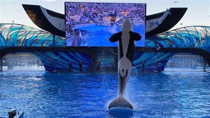 Does SeaWorld still have killer whale shows?