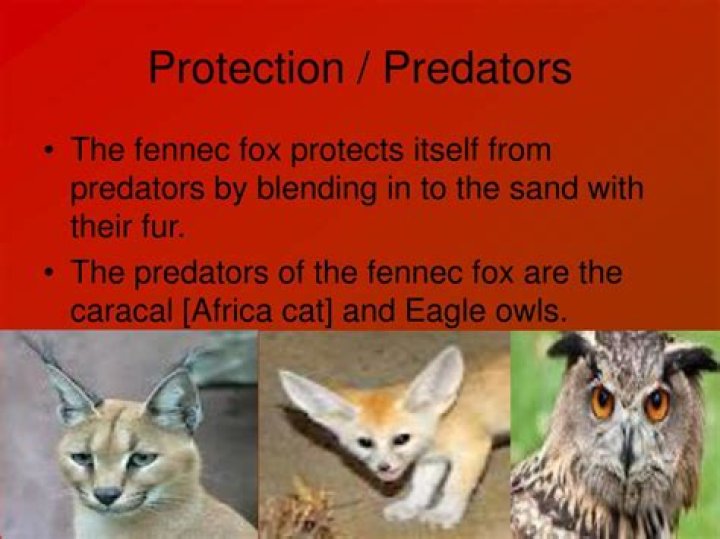 Does the Fennec Fox have any predators?