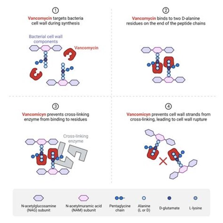 Does vancomycin inhibit Transglycosylation?