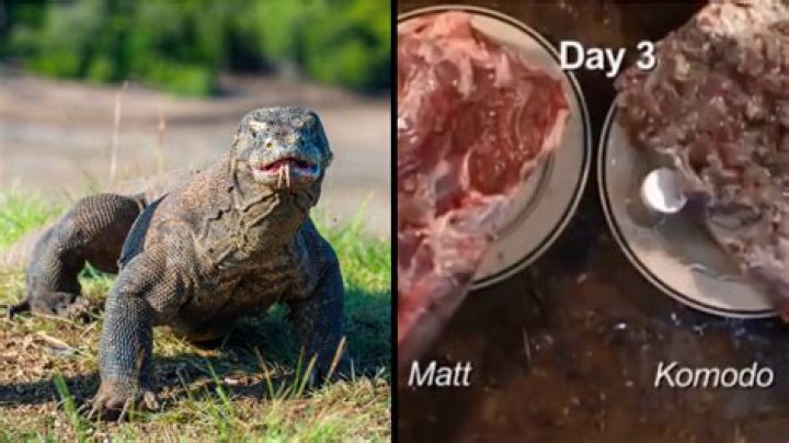 Has a human ever been killed by a Komodo dragon?