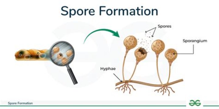 How are zoospores formed?