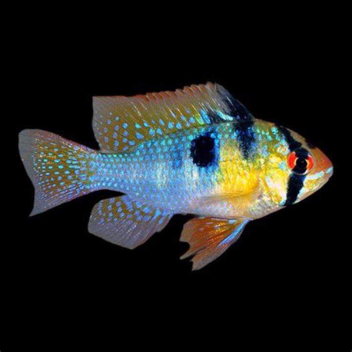 How big do blue regal cichlids get?