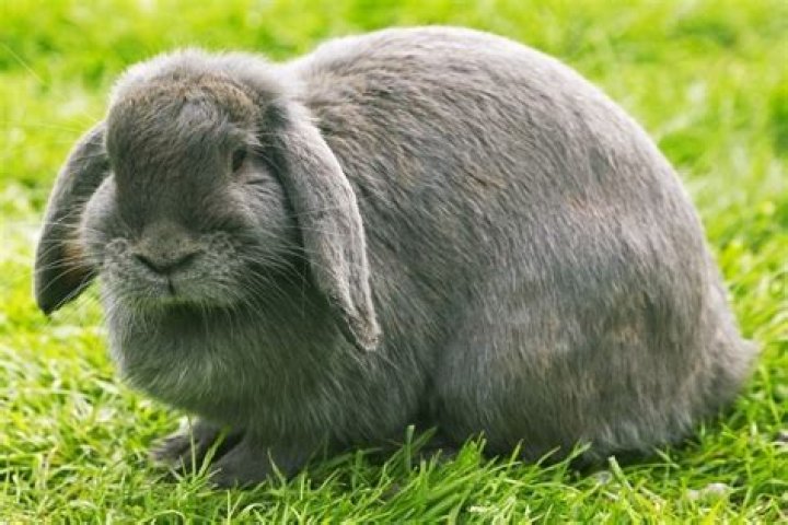 How big do lop ear bunnies get?