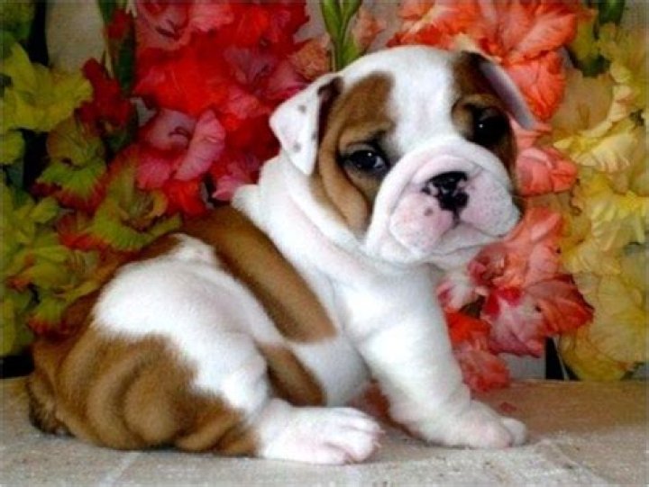 How big do teacup English bulldogs get?