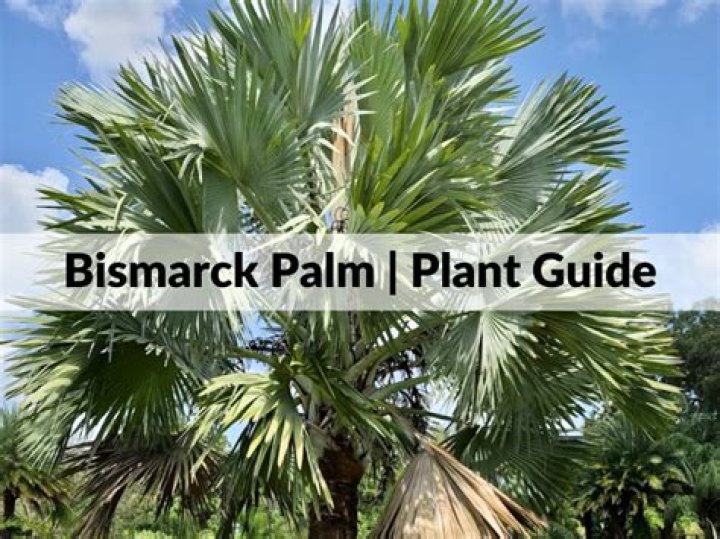 How big does a Bismarck palm get?