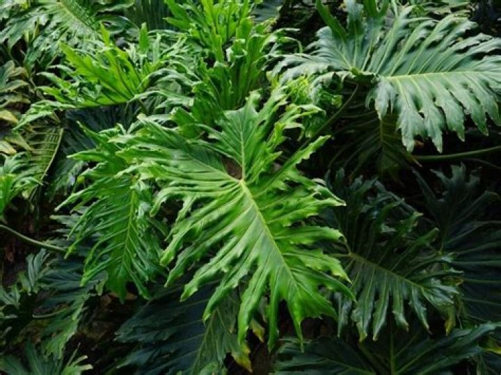 How big does a Xanadu philodendron get?