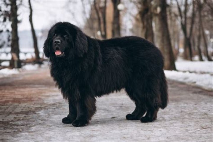 How big will a Newfoundland mix get?