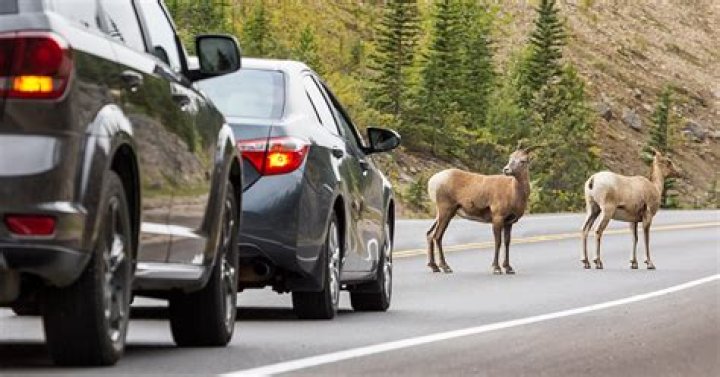 How can I avoid car matching fees?