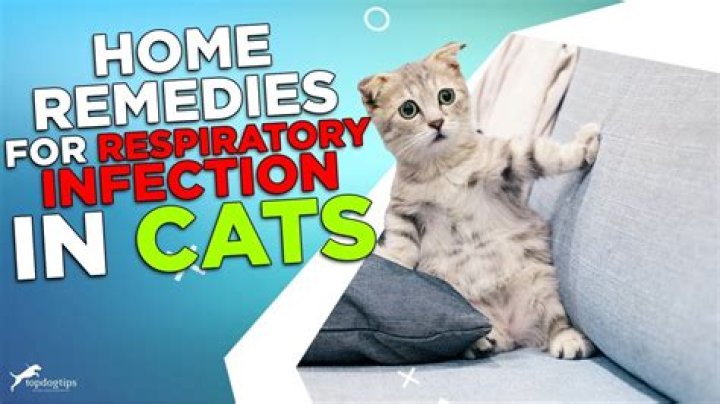 How can I treat my kittens upper respiratory infection at home?