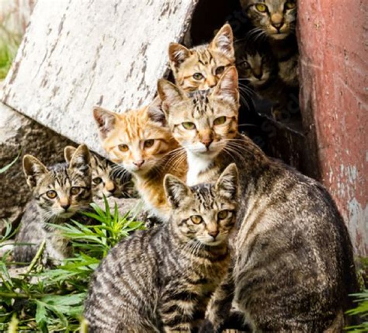 How can we stop animal overpopulation?