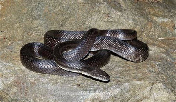 How can you tell a black rat snake?