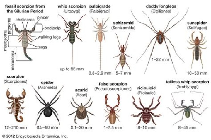 How can you tell a scorpion from other arachnids?