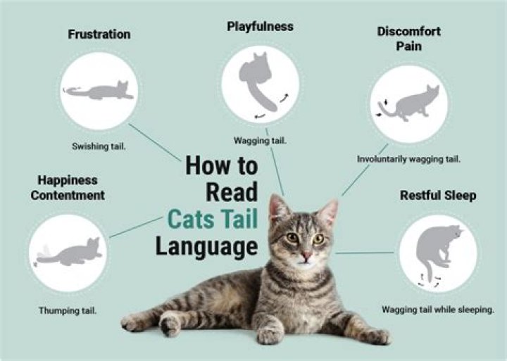 How can you tell if a cat has broken its tail?