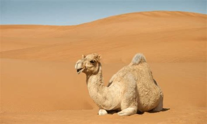 How did animals adapt to the Sahara desert?