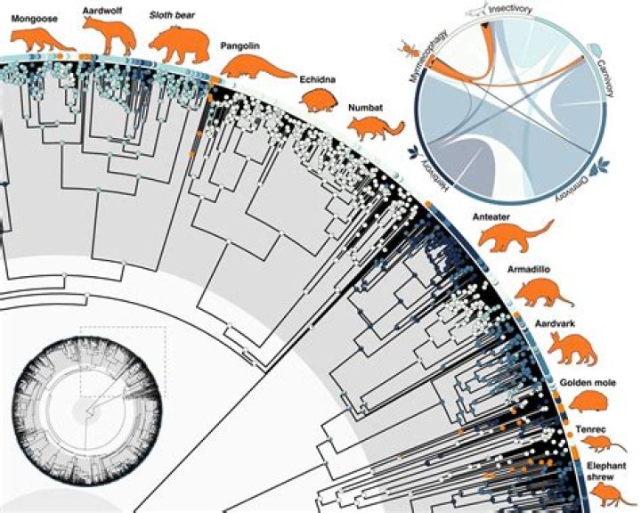How did anteaters evolve?
