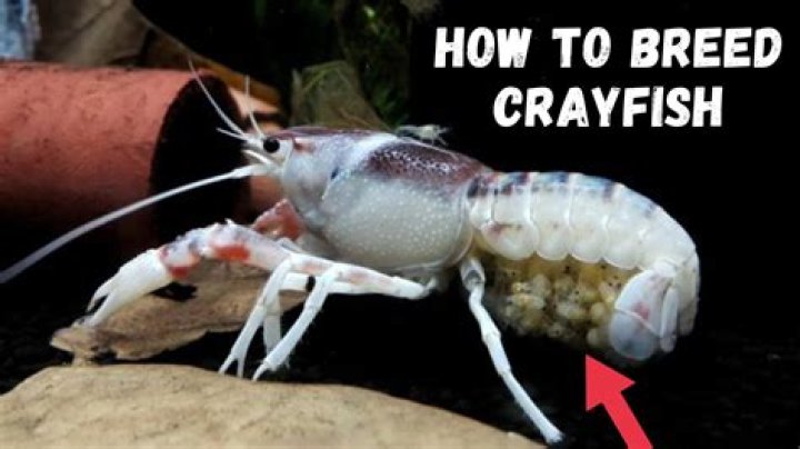 How do crayfish give birth?