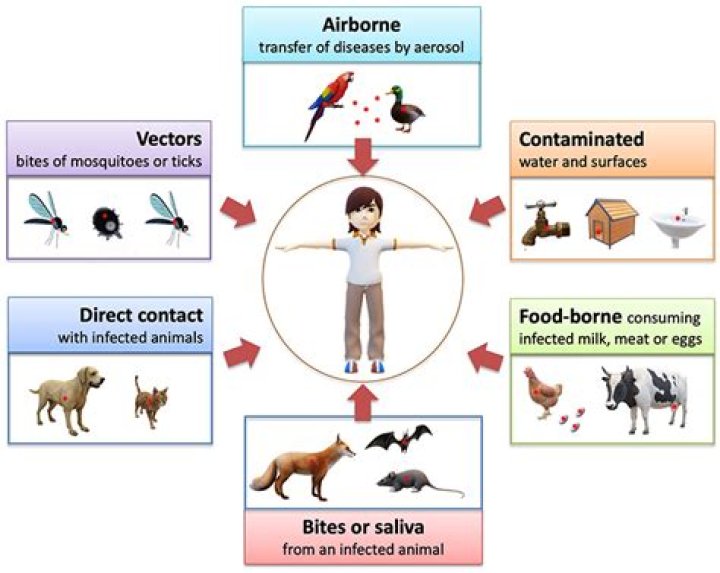 How do diseases affect the economy of a country?