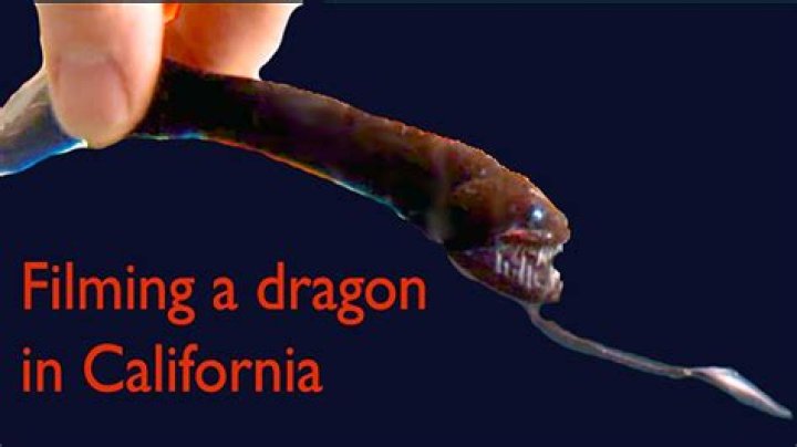 How do Dragonfish reproduce?