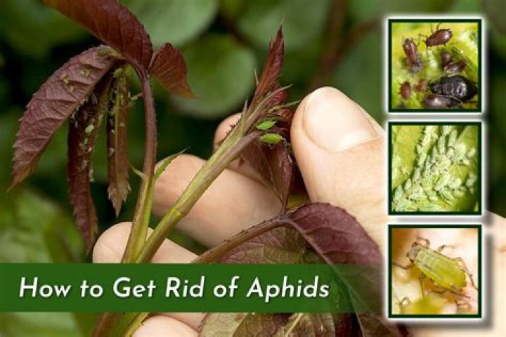 How do I get rid of aphids in my house?