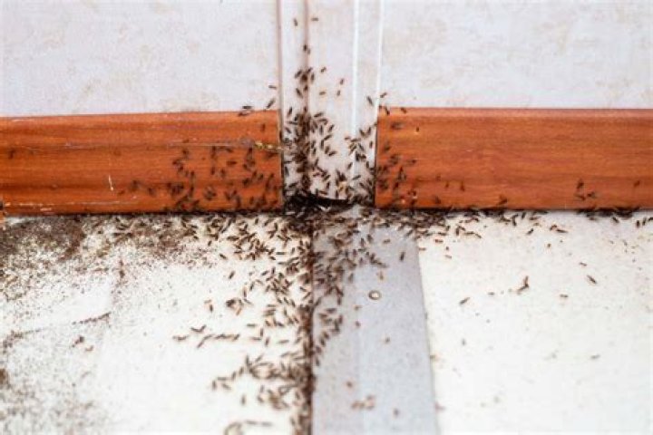 How do I get rid of little black bugs in my kitchen?