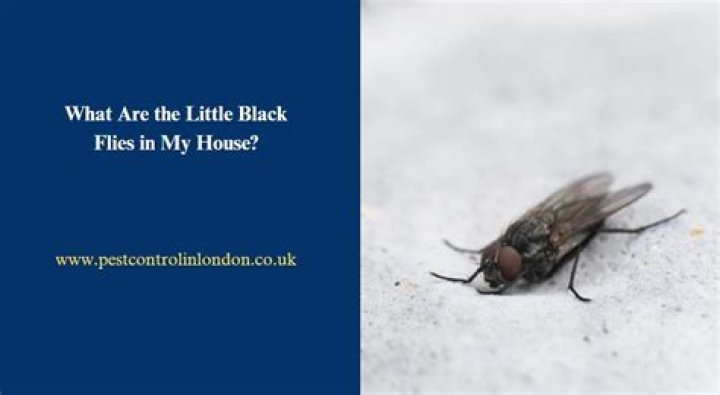 How do I get rid of little black flies in my house?