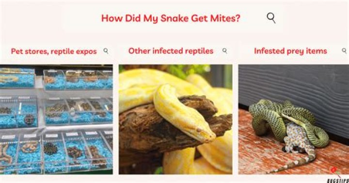 How do I get rid of mites on my snake?