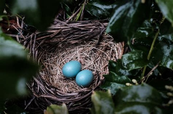 How do I identify a bird nest?