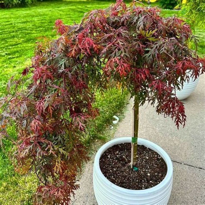 How do I keep bugs off my Japanese maple?