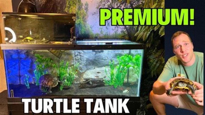 How do I keep green algae out of my turtle tank?