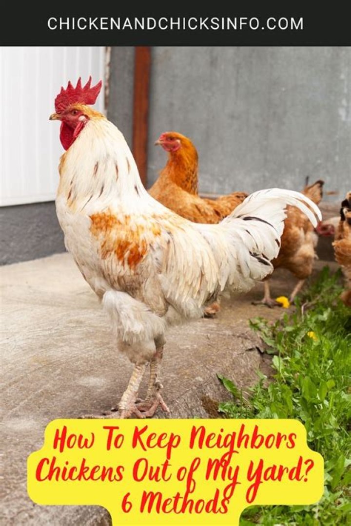 How do I keep neighbors chickens out of my garden?