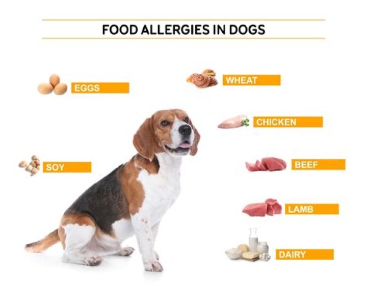 How do I know if my dogs food is causing allergies?