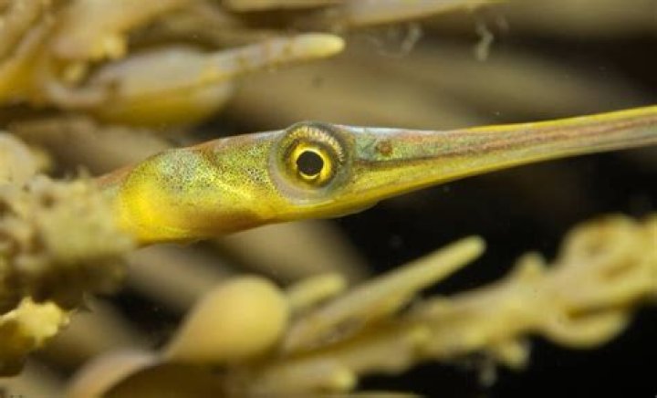 How do pipefish reproduce?