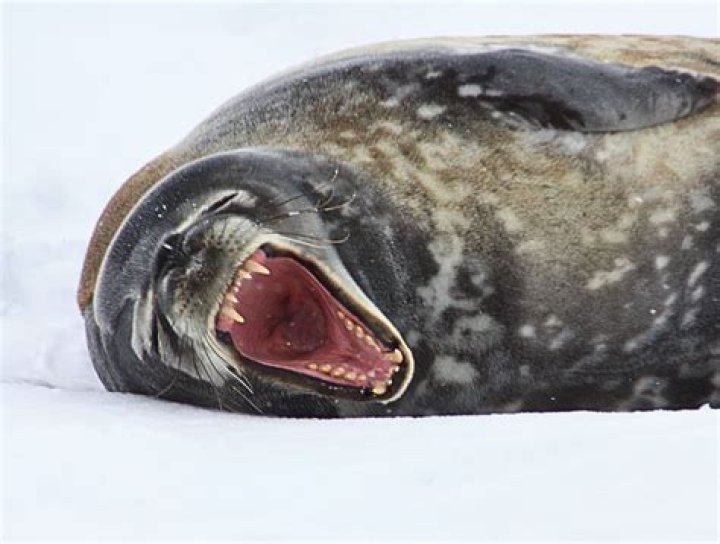 How do Weddell seals behave?