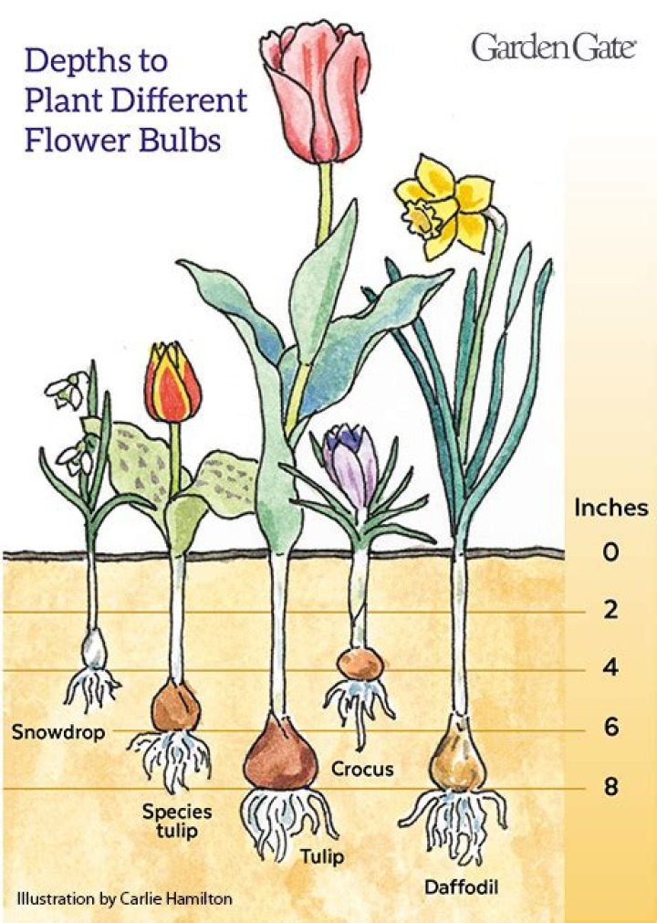 How do you arrange bulbs for planting?
