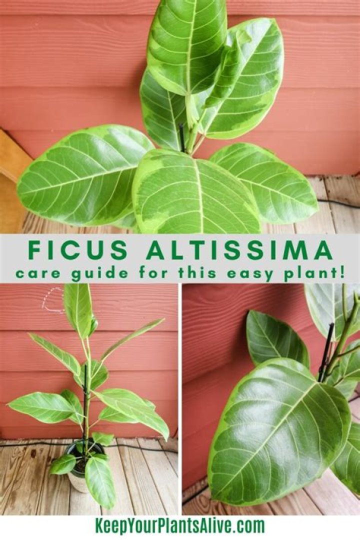 How do you care for a Ficus altissima?