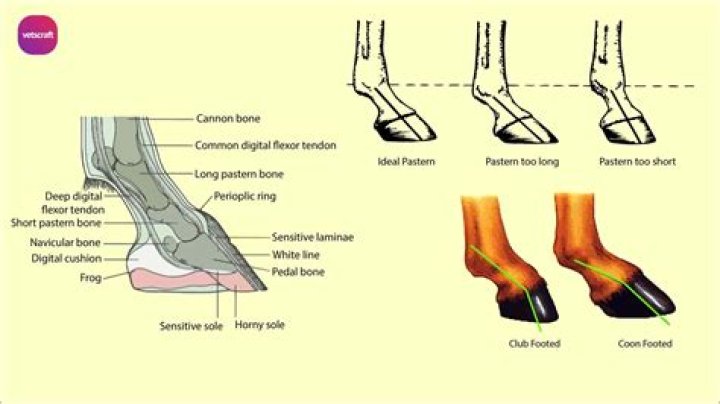 How do you correct a toed out horse?
