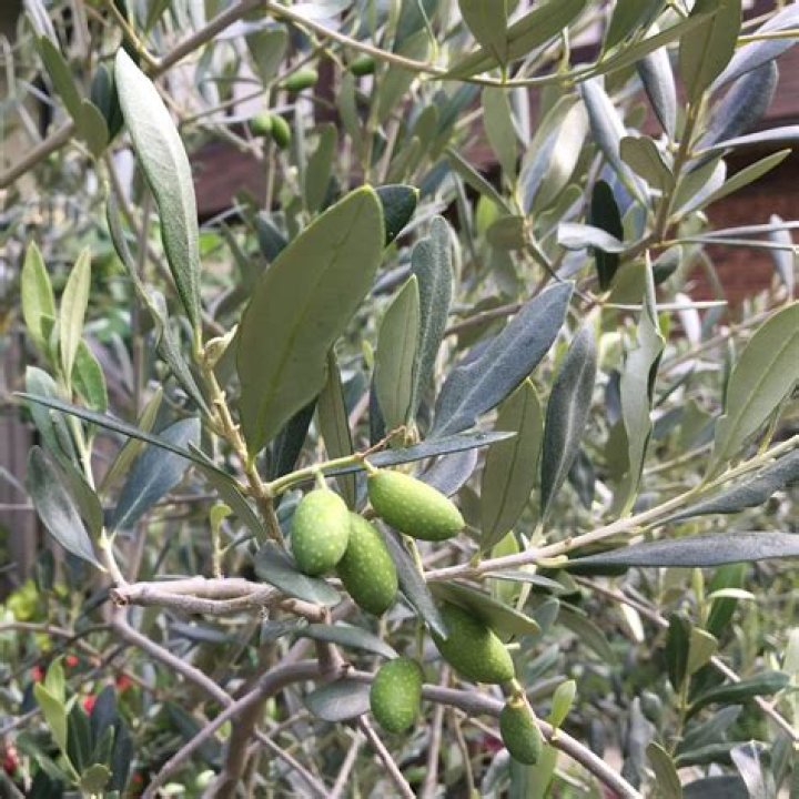 How do you Destone green olives?