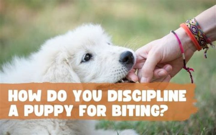 How do you discipline an out of control puppy?