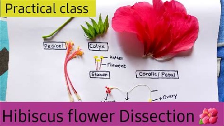How do you dissect a flower for kids?