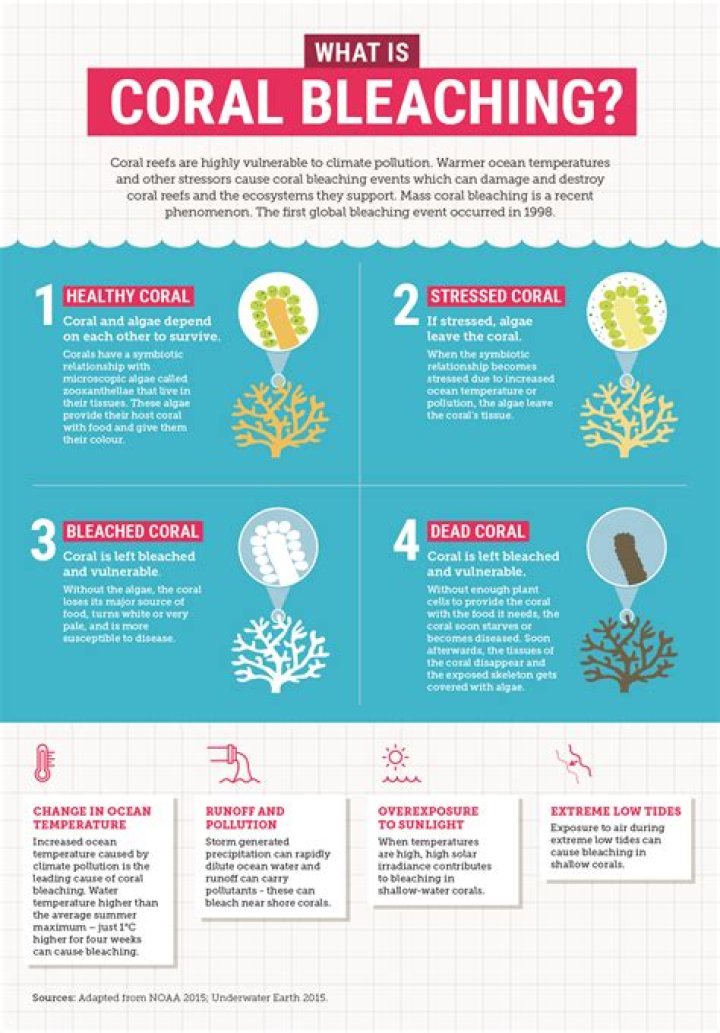 How do you explain coral bleaching?