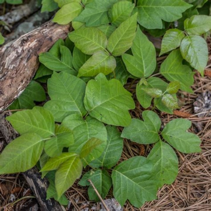 How do you get rid of a large pile of leaves?