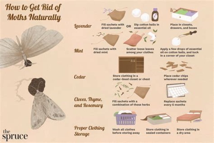 How do you get rid of Casemaking clothes moths?