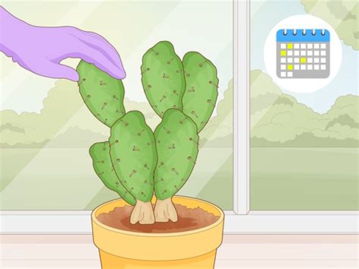 How do you get rid of Coreid bugs in cactus?