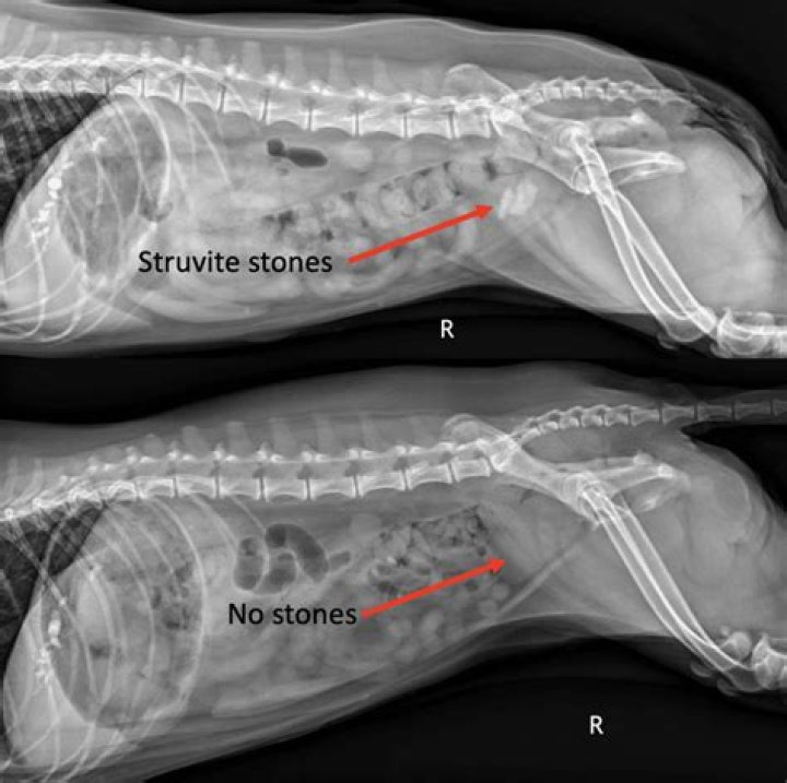 How do you get rid of oxalate crystals in dogs?
