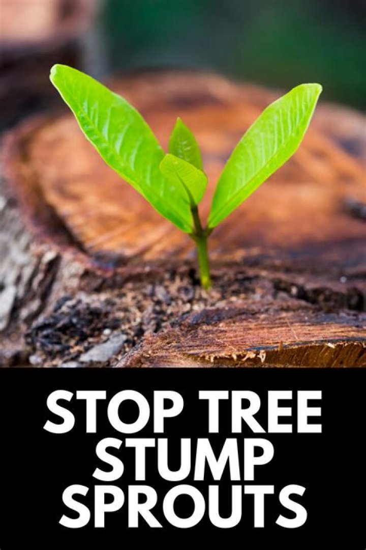 How do you get rid of tree stump sprouts?